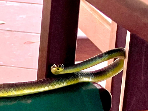 Common Tree Snake sighting