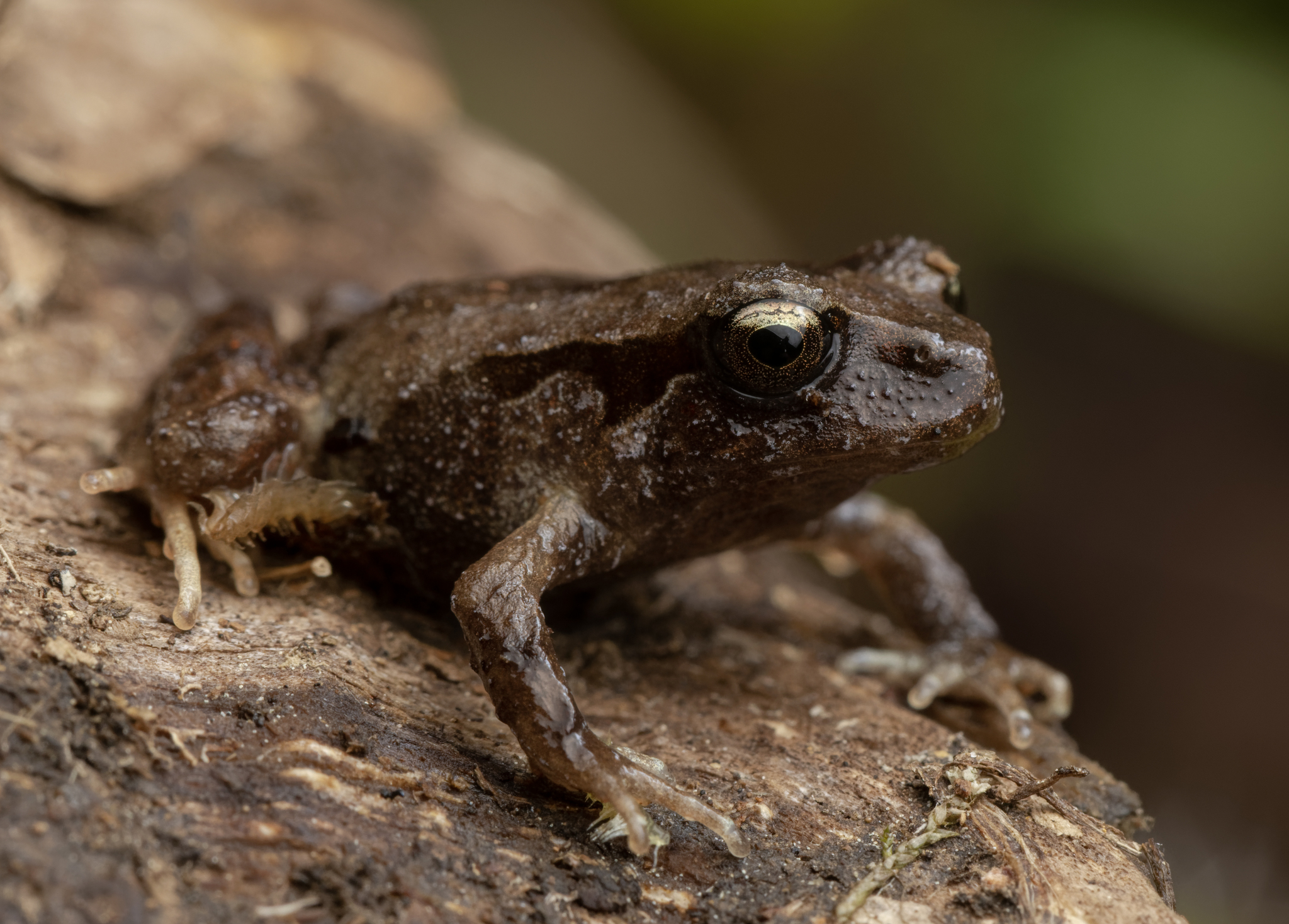Eupsophus altor Nuñez, Rabanal & Formas, 2012