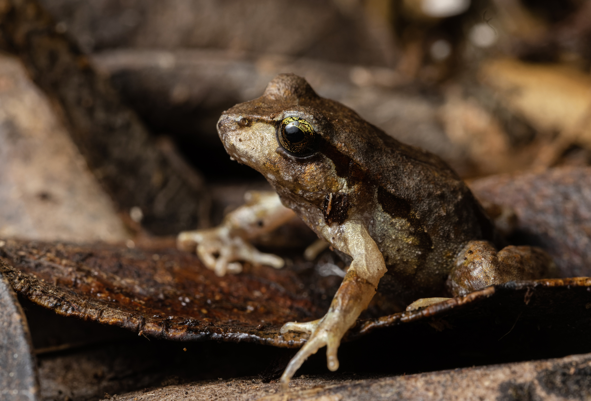 Eupsophus altor Nuñez, Rabanal & Formas, 2012