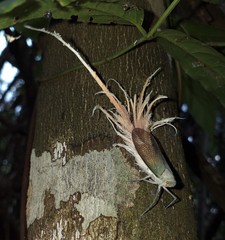 Pterodictya reticularis