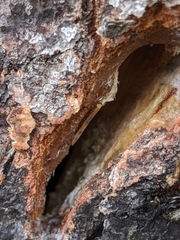 Camponotus herculeanus