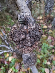 Aceria parapopuli