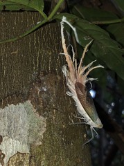 Pterodictya reticularis