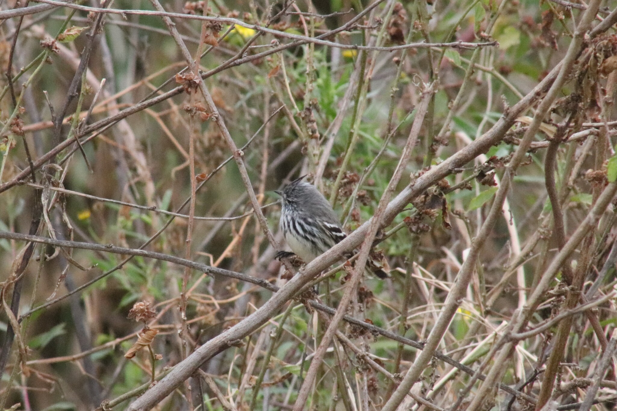 Yellow-billed Tit-Tyrant (Anairetes flavirostris), photo 9