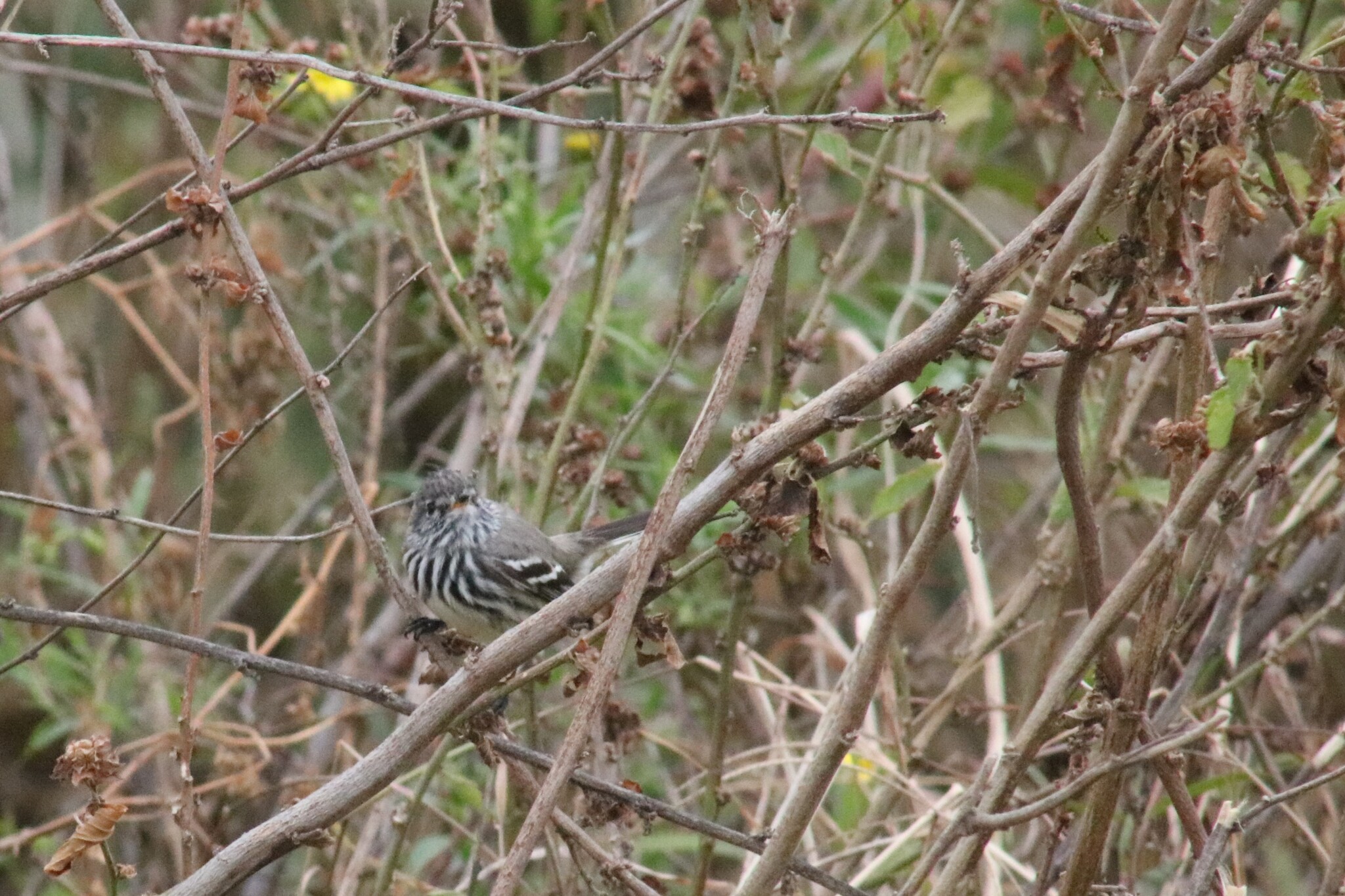 Yellow-billed Tit-Tyrant (Anairetes flavirostris), photo 8