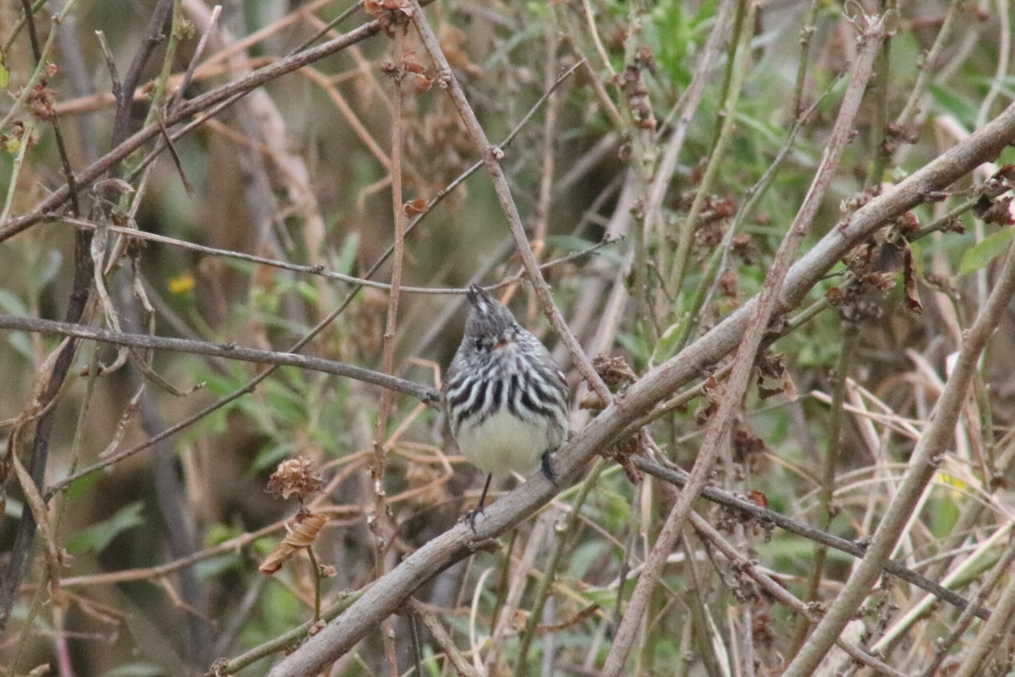 Yellow-billed Tit-Tyrant (Anairetes flavirostris), photo 7