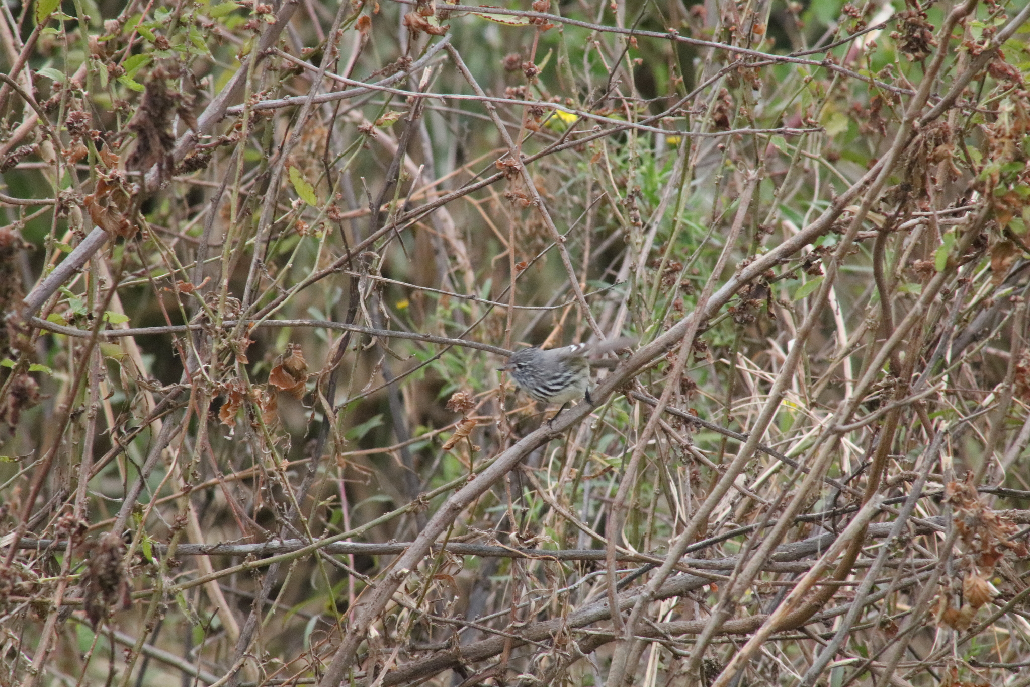 Yellow-billed Tit-Tyrant (Anairetes flavirostris), photo 10