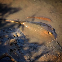 Hemitrygon fluviorum