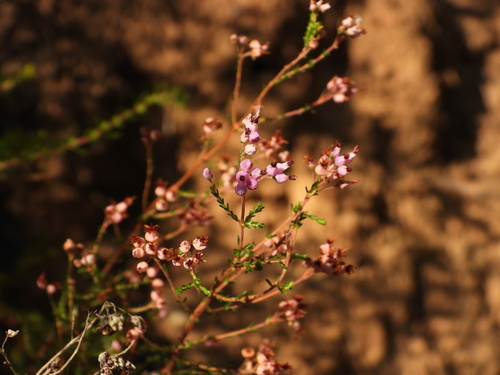 Erica umbellata (Erica umbellata)
