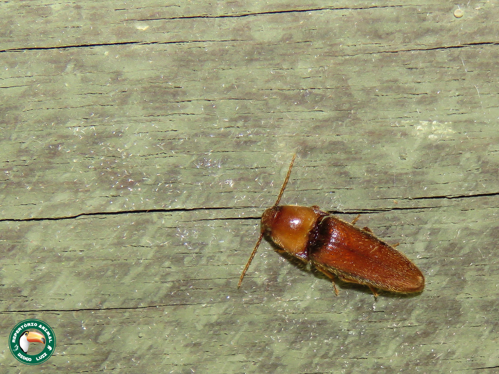 Heterocrepidius