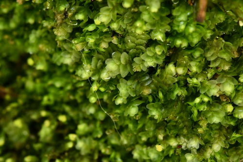 Calypogeia neesiana
