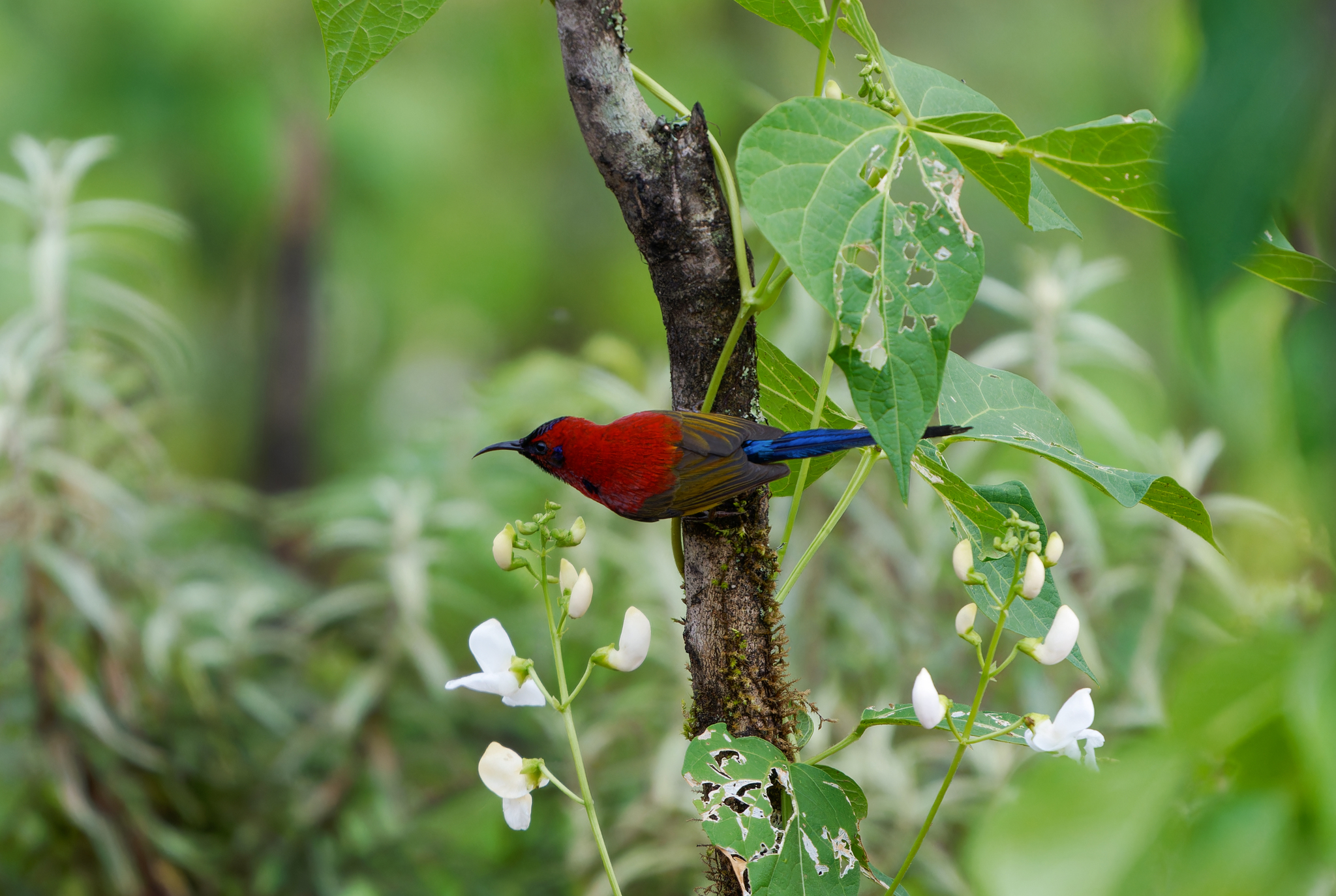 Mrs. Gould's Sunbird