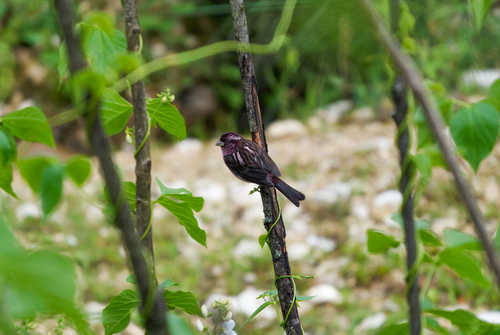 Sharpe's Rosefinch (Carpodacus verreauxii), photo 4