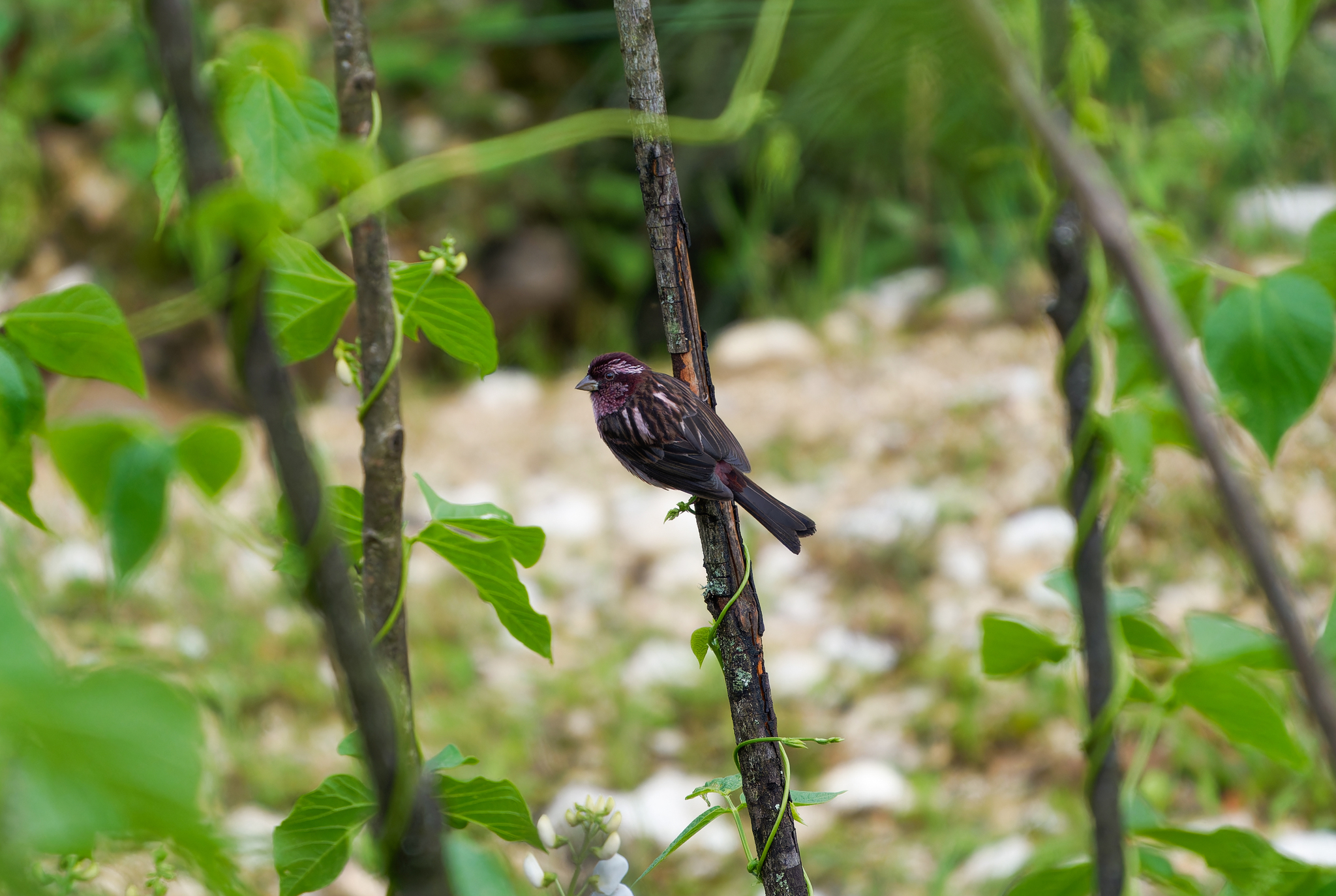 Sharpe's Rosefinch