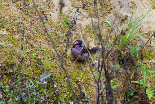 Sharpe's Rosefinch (Carpodacus verreauxii), photo 8