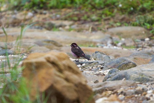 Sharpe's Rosefinch (Carpodacus verreauxii), photo 9