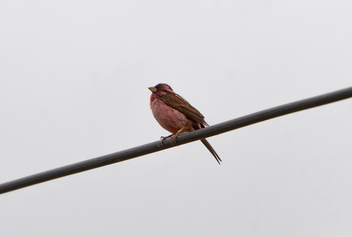 Sharpe's Rosefinch (Carpodacus verreauxii), photo 10