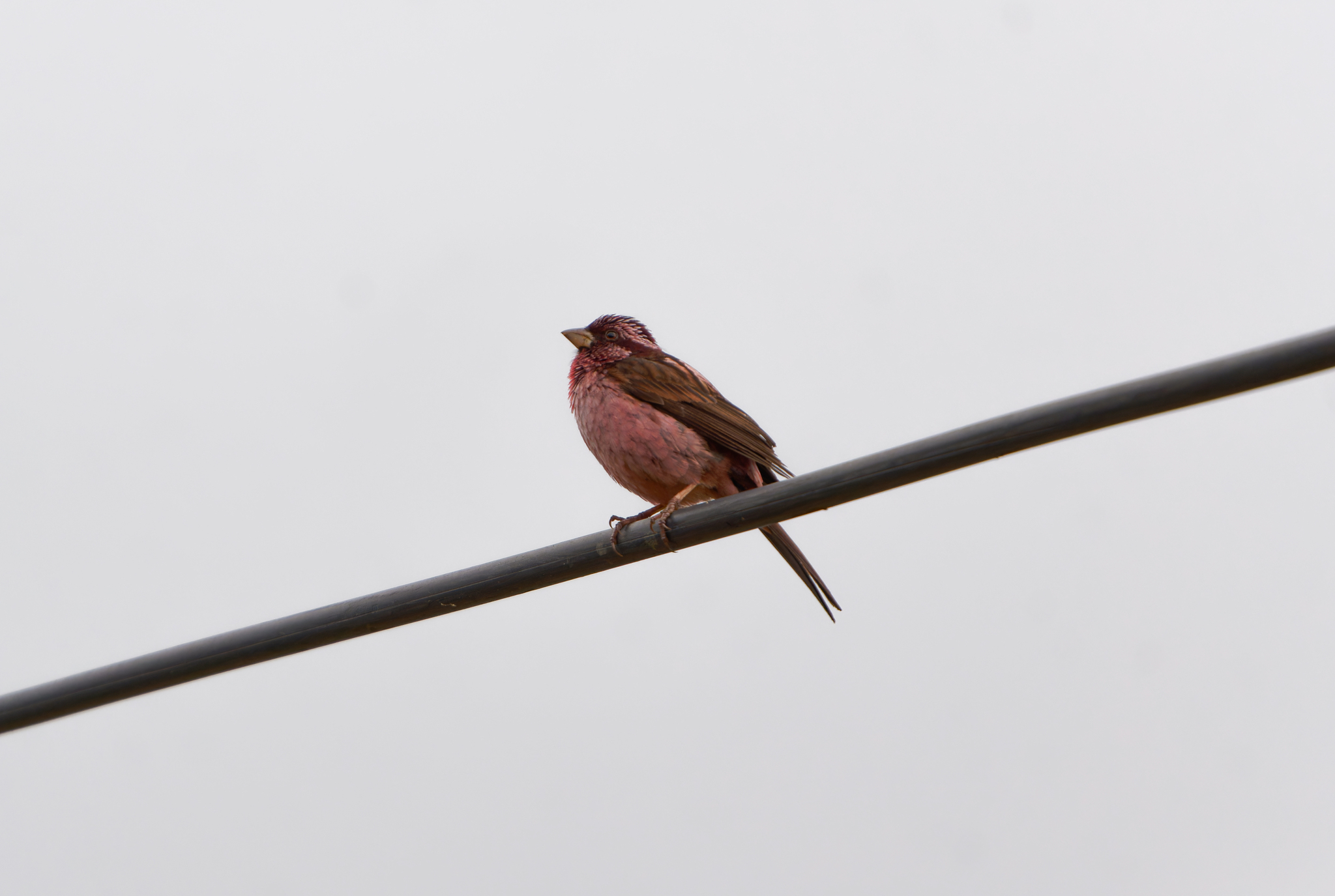 Sharpe's Rosefinch