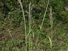 Eragrostis japonica
