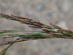 Eragrostis japonica