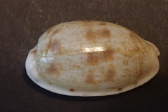 Talostolida teres