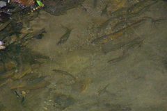 Chrosomus erythrogaster