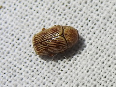 Cryptocephalus implacidus