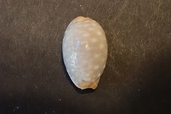 Staphylaea limacina
