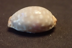Staphylaea limacina