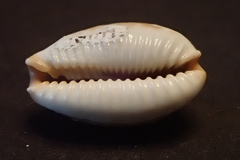 Staphylaea limacina