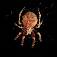 Araneus andrewsi