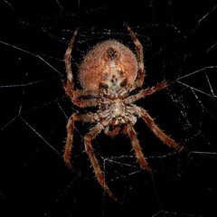 Araneus andrewsi
