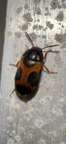Punctured Hairy Fungus Beetle photo 2