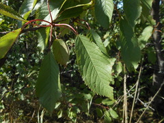 Cerasus