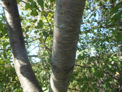 Cerasus