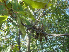 Cerasus