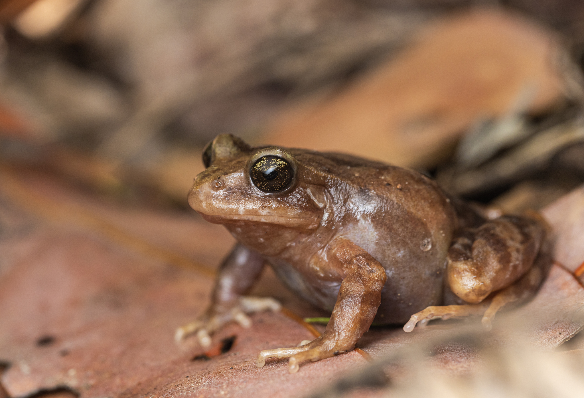 Eupsophus altor Nuñez, Rabanal & Formas, 2012