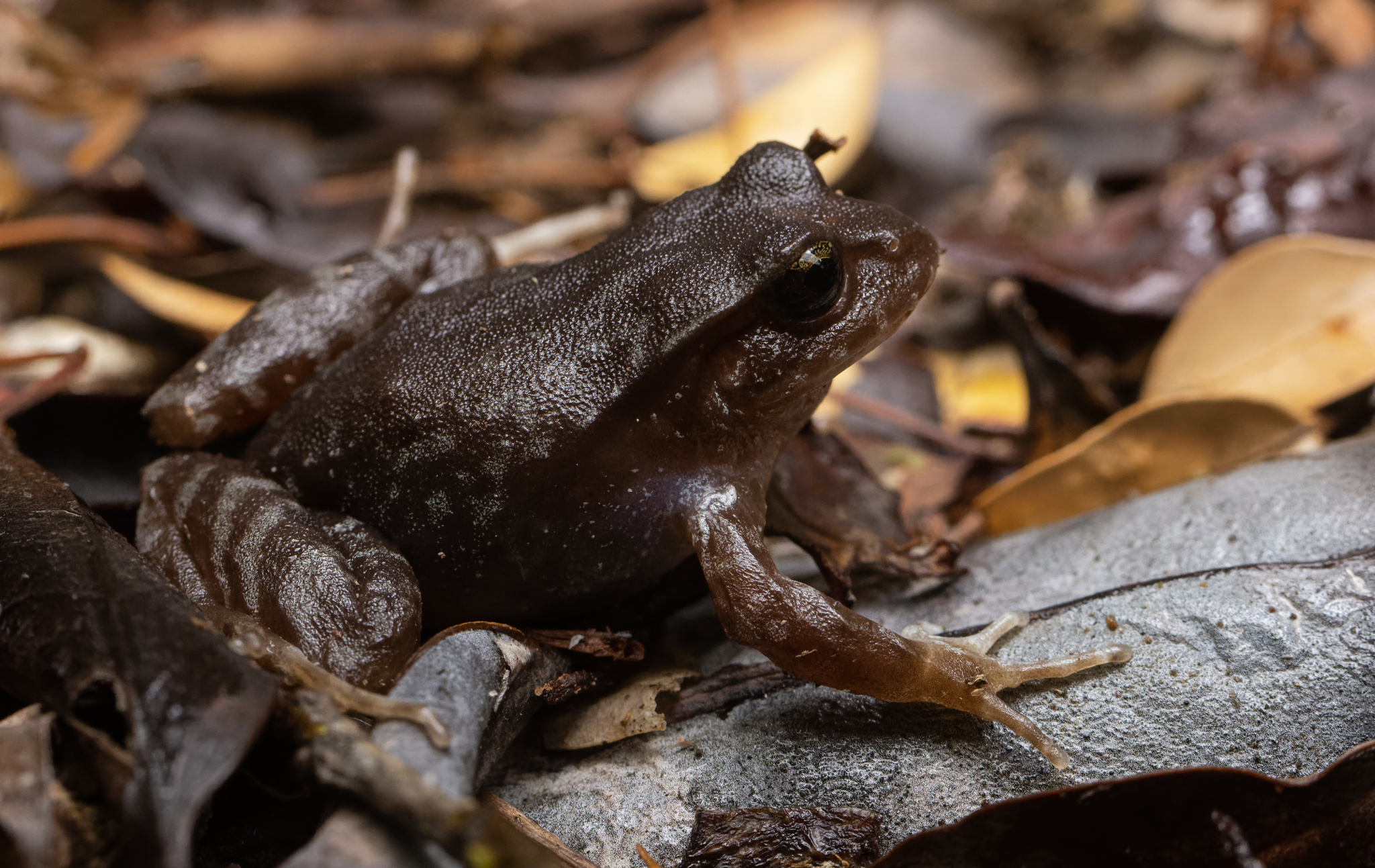 Eupsophus altor Nuñez, Rabanal & Formas, 2012