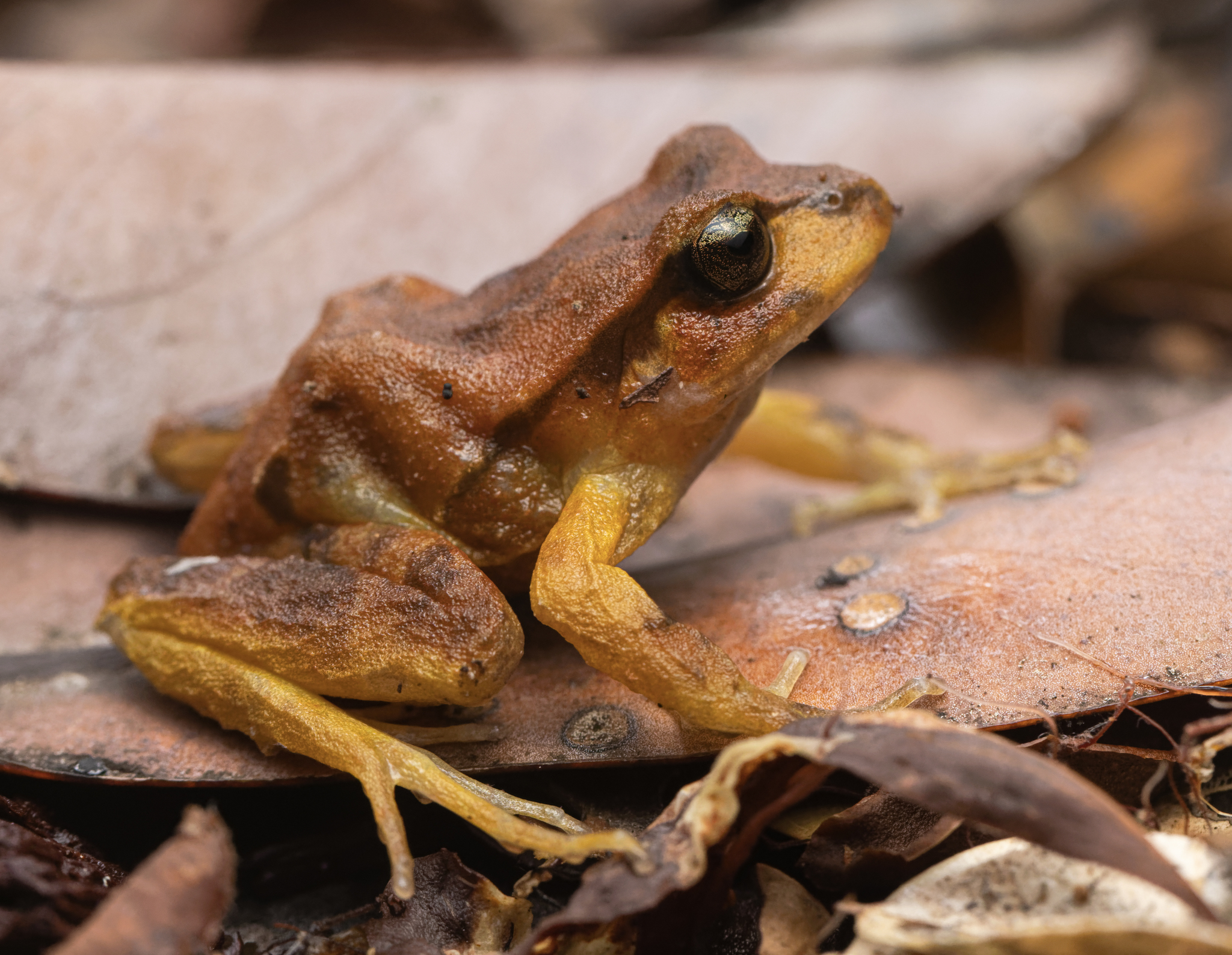 Eupsophus altor Nuñez, Rabanal & Formas, 2012