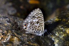 Leptotes rabefaner