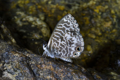 Leptotes rabefaner