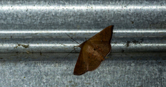 Banisia