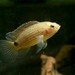 Badis - Photo (c) BEDO (Thailand), some rights reserved (CC BY-SA)