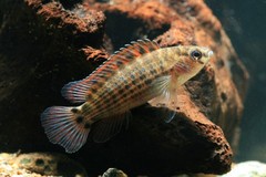 Burmese Badis photo 1