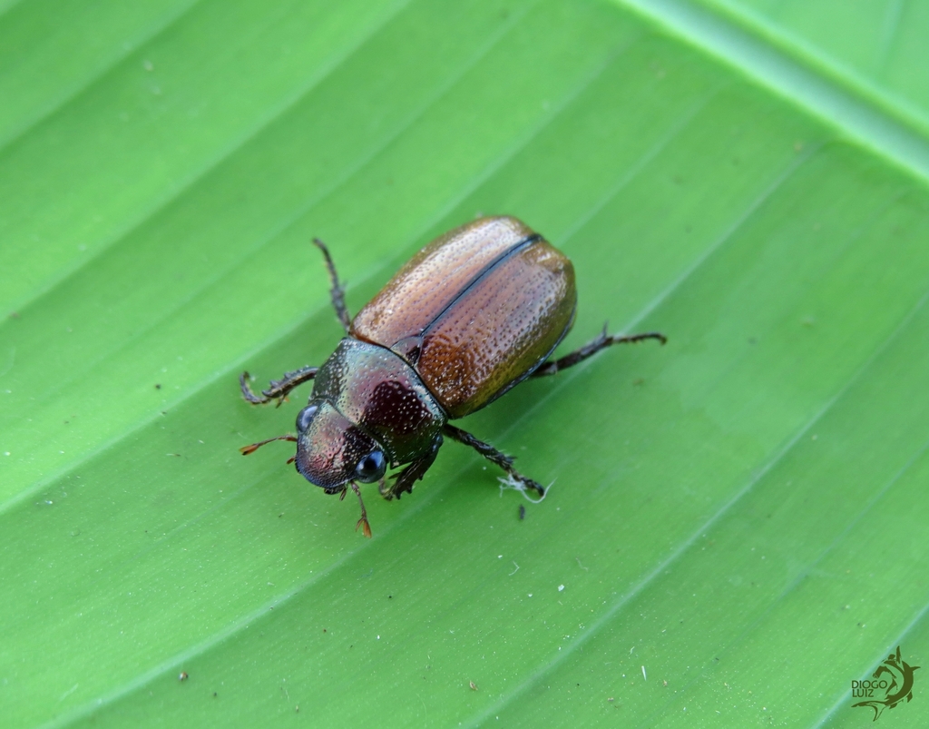 Leucothyreus suturalis