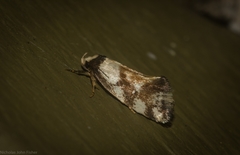 Coesyra hemiphragma