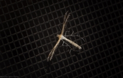 Stangeia xerodes