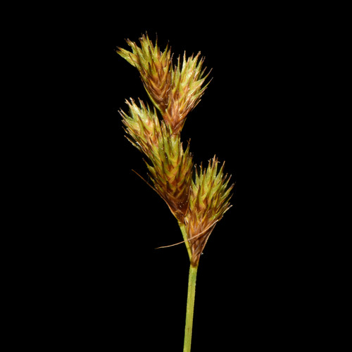 Carex waponahkikensis