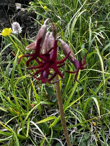 Primula tangutica, photograph 3