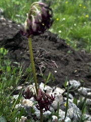 Primula tangutica, photograph Vladislav Isaev, CC BY, iNaturalist via GBIF